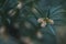 Young spring spruce tree blossoms. New fir branch in spring close up