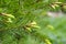 Young spring spruce tree blossoms. New fir branch in spring close up. Fresh spruce shoot, natural background