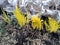 Young spring yellow and green sprouts of flowers