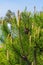 Young spring yellow shoots on the pine tree are rapidly stretching up to the sun