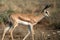 Young Springbok