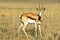 Young springbok antelope