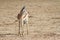 Young springbok Antidorcas marsupialis alone watches nervously over his shoulder in the Kalahari