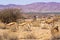 Young Springbok in Augrabies Falls National Park