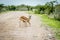 Young Springbok calf suckling on a gravel road.