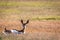 Young Springbok laying in the grass.