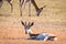 Young Springbok laying in the grass.