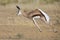 Young springbok male prancing on a plain in the Kgalagadi