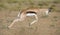 Young springbok male prancing on a plain in the Kgalagadi