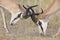 The young springbok males practice sparring for dominance on short grass