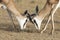 The young springbok males practice sparring for dominance on short grass