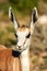 Young springbok portrait