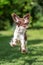 Young springer spaniel jumping for joy with flying ears