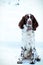 Young springer spaniel in winter forest