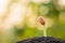 Young sprout of Afzelia, Doussie or Makha mong tree growing in soil on green garden blur background. Growing and environment