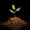 Young sprout on a black background