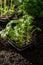 Young sprout celery planted in the ground in the garden