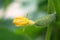 Young sprout of cucumber, small cucumber