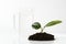 Young sprout of a ficus. eco concept future earth. home flower care. green thinking concept. Green living concept.