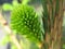 Young sprout of fir twig - close-up