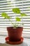 Young sprout of geranium in the sunbeam. Pelargonium on the background of blinds on the windowsill in a brown pot