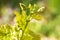 Young sprout of grapes on a sunny day. Young grapes with flowering tassels, young shoots of grape macro shot on a sunny day