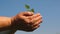 Young sprout in hands of the farmer. gardener`s hands hold a green seedling in their palms against the sky