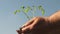 Young sprout in hands of farmer. gardeners hands hold green seedling in their palms against sky. environmentally