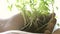 Young sprout in the hands of a farmer. tomato seedlings close-up. in laboratory, gloved hands hold green seedlings in