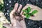 Young sprout in the hands. Small tree in the hands. Top view. orking in the garden. Plant transplantation