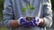 Young sprout in the hands of a young farmer. hands of a young gardener hold green seedlings in the palms. seedling close