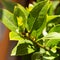 Young sprout of laurel plant in the garden