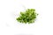 Young sprout microgreen isolated on white background. Microgreen arugula sprouts. Healthy eating concept. Clipping path