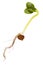 Young sprout of mustard, isolated on white, vegan dishes and salads, growing microgreens