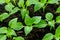 Young sprout new green pepper plant at soil, plant leaves against a black earth background, seedlings, close-up