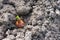 Young sprout of onion sowed on ground in the garden in springtime.