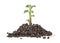 Young sprout of potato in soil humus on white background