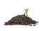 Young sprout of potato in soil humus on white background