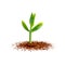 Young sprout at soil illustration