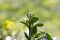 Young sprout in springtime,Closeup. spring green leaves on a bush. A shrub branch on a blurry green background