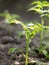 Young sprout tomato .