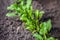 Young, sprouted beet growing in open ground flat bed into the garden.