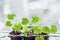 Young sprouting seedlings for greenhouse in plants containers. Spring background.