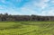 Young sprouts of barley in a spring field. The concept of growth, development of a new life and overcoming barriers.