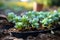 Young sprouts of cabbage in the garden. Selective focus. nature.