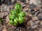 Young sprouts of fern. Unfolding new generation fern bud unfurling leaves