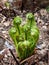 Young sprouts of fern. Unfolding new generation fern bud unfurling leaves