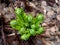 Young sprouts of fern. Unfolding new generation fern bud unfurling leaves