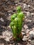 Young sprouts of fern. Unfolding new generation fern bud unfurling leaves