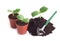 Young sprouts in flowerpot and a shovel